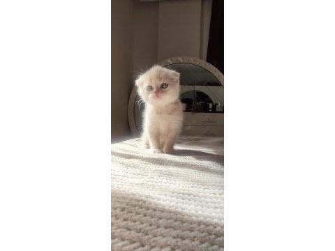 Biri balmı dedi british shorthair