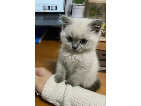 Safkan blue point british shorthair yavrular