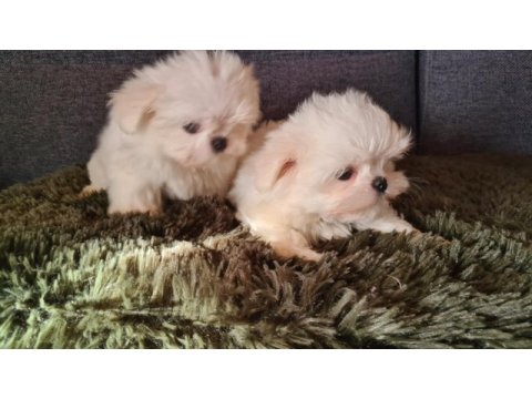 2.5 aylık orijinal kore maltese