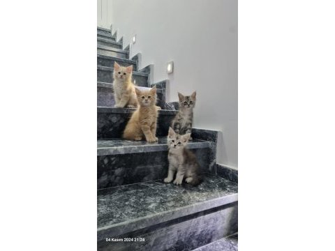 Maine coon dev yavru kediler çok uygun dev
