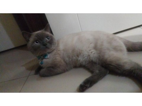 2 yaşında british shorthair blue point kısır