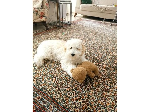 6 aylık dişi maltipoo