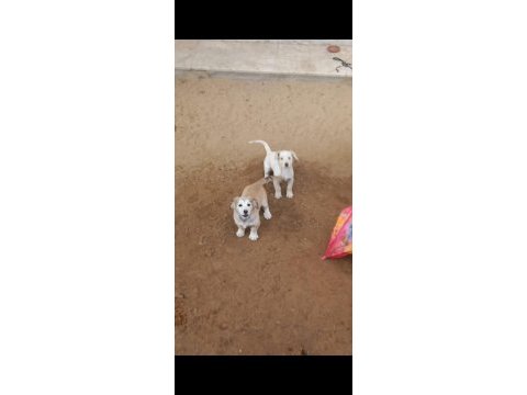 Köpeklere acil yuva aranıyor