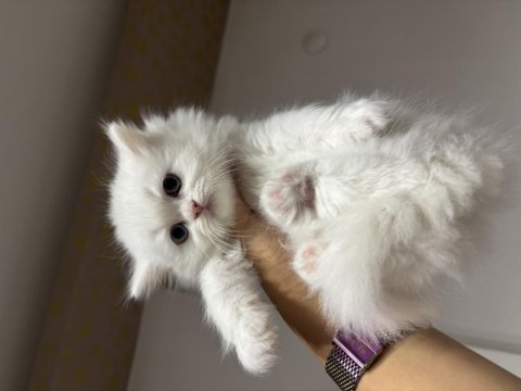British longhair kedimiz