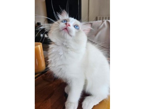 Şecereli anne ve babadan bicolor ragdoll yavrularımız