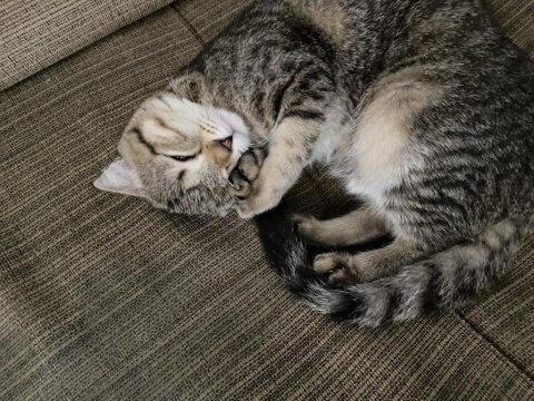 Tatlı bir mia scottish fold