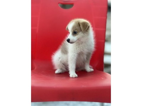 Pomeranian spitz eğitimli aşıları tam acil