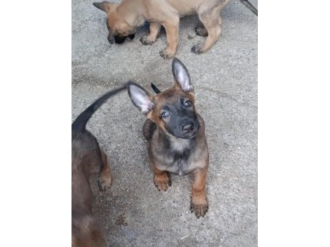 Safkan malinois yavruları dik kulak orjinal