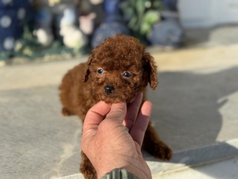 Show kalite tea cup kore poodle yavrularımız