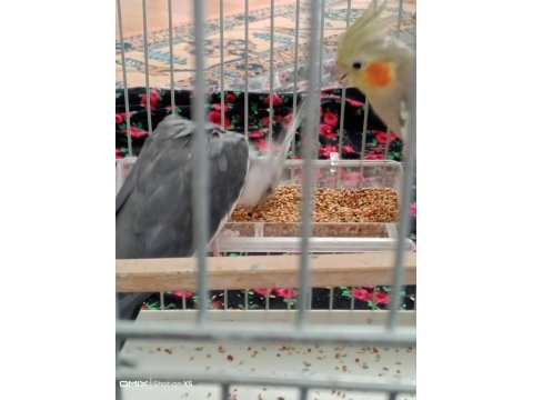 Komple eş sultan papağanı