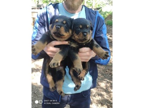 Koca kafa macar rottweiler yavrular