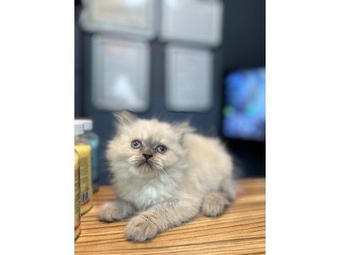 Sevecen scottish fold kediler