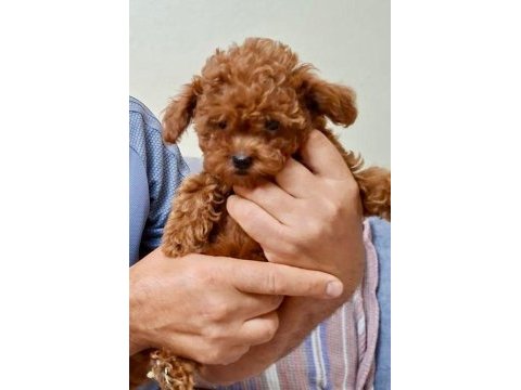 2 aylık toy poodle