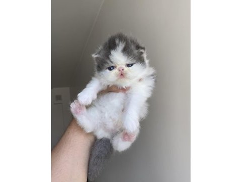 Safkan dünya güzeli exotic shorthair bebek