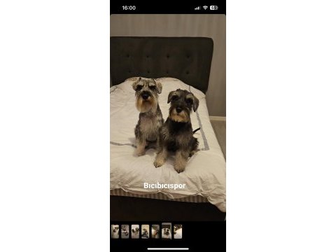 Minyatür schnauzer köpeği