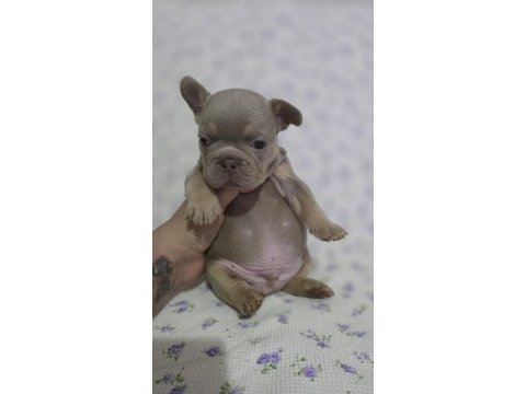 New shade ısabella tan french bulldog
