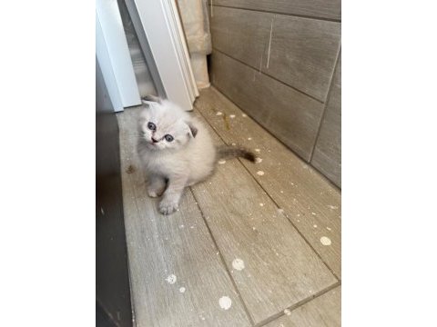 Scottish fold longhair yavru kediler