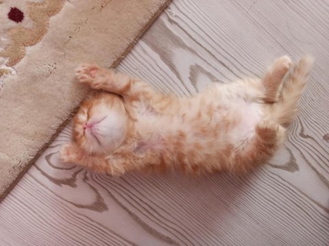 Sahiplenme cins chinchilla kedisi
