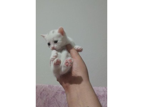 British shorthair bebekler - erkek ve dişi