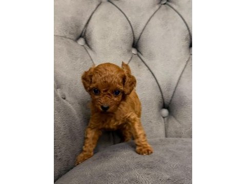 Poodle için birde bize danışın