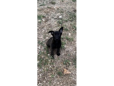 Yurtdışı kan hattı belçika kurdu yavruları
