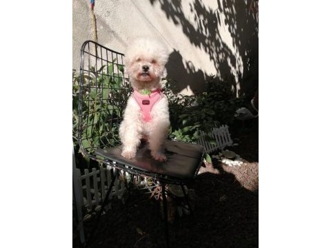 Toy poodle orjinal beyaz