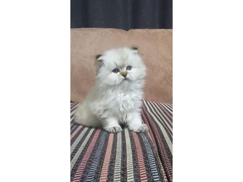 Güzel bebeğimiz british longhair