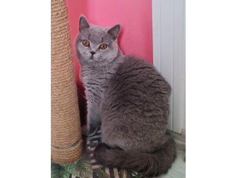 British shorthair sahibinden erkekler