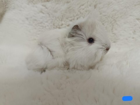 Guinea pig bebeklerimiz