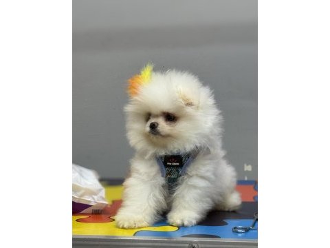 Pomeranian boo yavruları