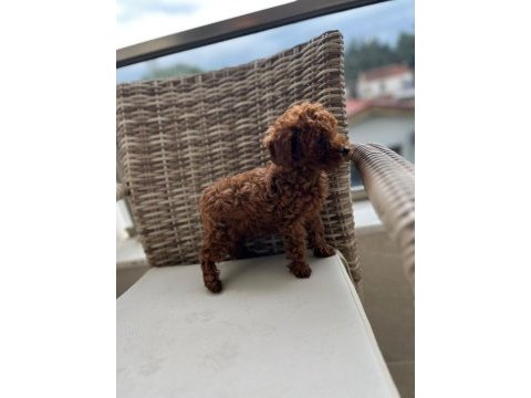 Poodle yavrularımız teslime hazır