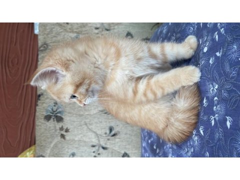 British kedim longhair