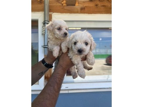 Maltipoo adrese teslim, kapıda ödeme yapabilirsiniz