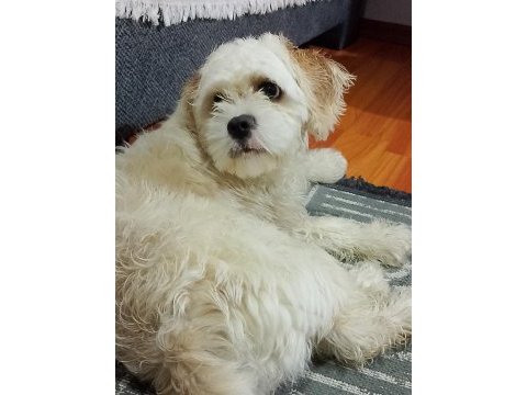 Köpeğimiz ücretsiz yer antalya