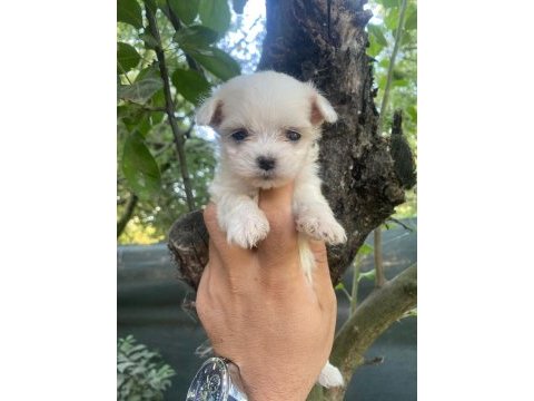 Maltese terrier yavrular