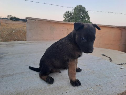 2 erkek ve 2 dişi sağlıklı maskeli belçika kurdu yavrular