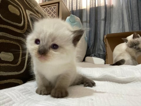 4 british shorthair yavrumuz