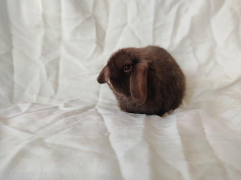 Cüce lop/miniatur lop cüce tavşan çiftliği alanya