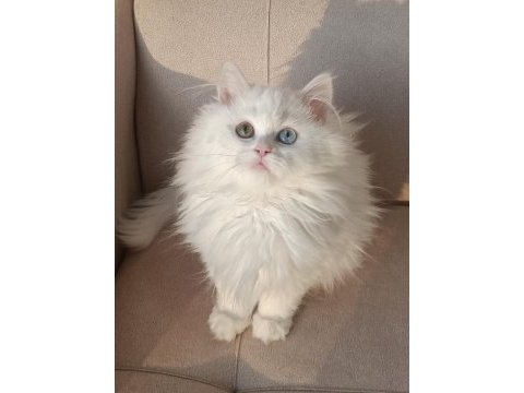 Çok nadir bulanan yavru kedimiz