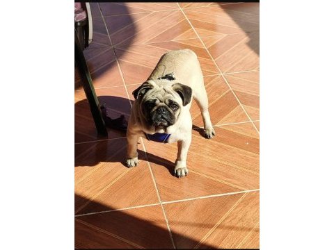 1 yaşında aşıları tam pug