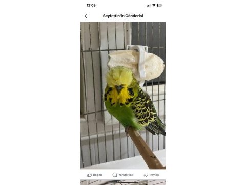 Ele omuza alıştırmalık yavru muhabbet kuşlarımız 
