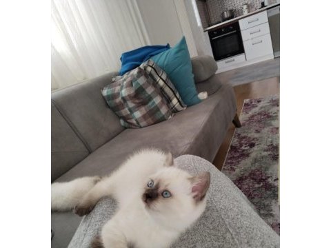 A kalite garantili british shorthair yavrularım