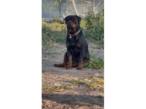 Alman dişi 50 günlük rottweiler