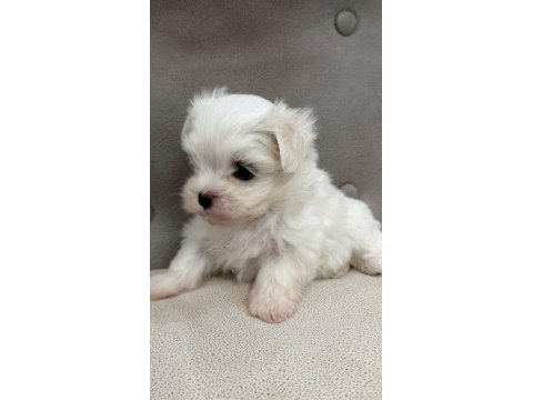 Orjinal 0 numara maltese terrier çocuklarımız