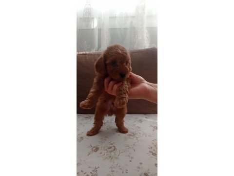 Toy poodle yavru köpeklerimiz