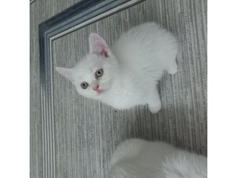 52 günlük british shorthair yavrular
