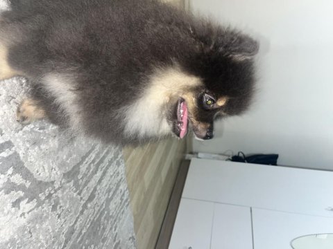 3 aylık bir dişi bir erkek pomeranian