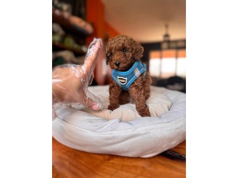 Safkan poodle yavru köpekler