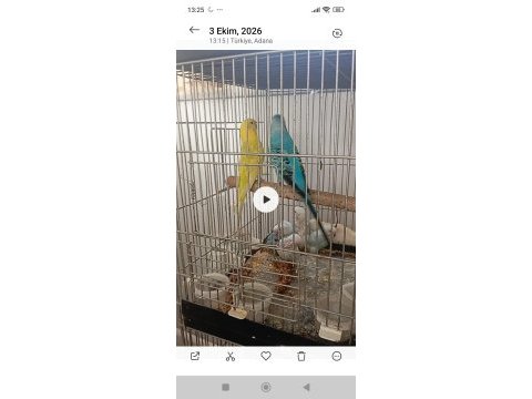 Yavrulu muhabbet kuşu