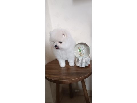 Pomeranian dişi bebekler